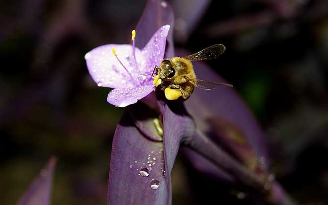 蜜蜂