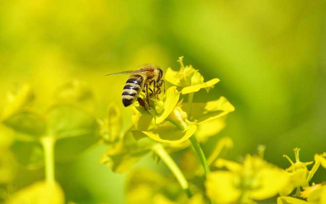 蜜蜂