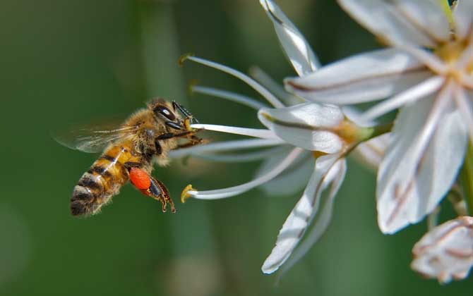 蜜蜂