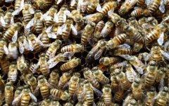 蜜蜂合群方法和最佳时间