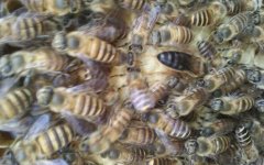 春繁蜜蜂多长时间喂一次？