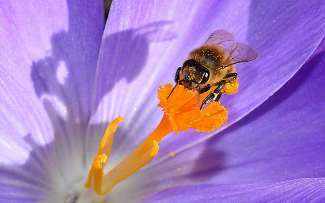 蜜蜂