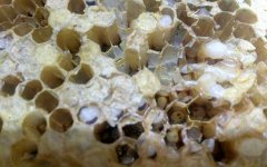 蜂箱撒石灰治巢虫有效吗？