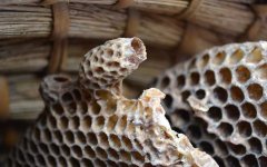 蜂螨对人有害吗？