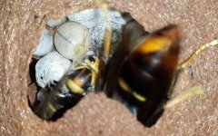 牛角蜂怎么消灭才安全？试试这4种方法，轻松就能消灭牛角蜂！