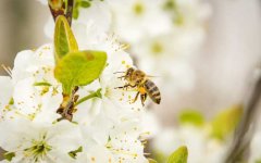 蜂的种类有哪些？除了蜜蜂和马蜂外，还有熊蜂、姬蜂、木蜂等等！