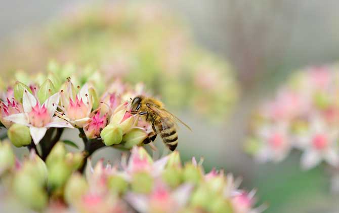 蜜蜂