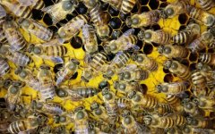 蜜蜂养殖技术有哪些？学会这些养蜂技术，蜜蜂养殖才能得心应手！