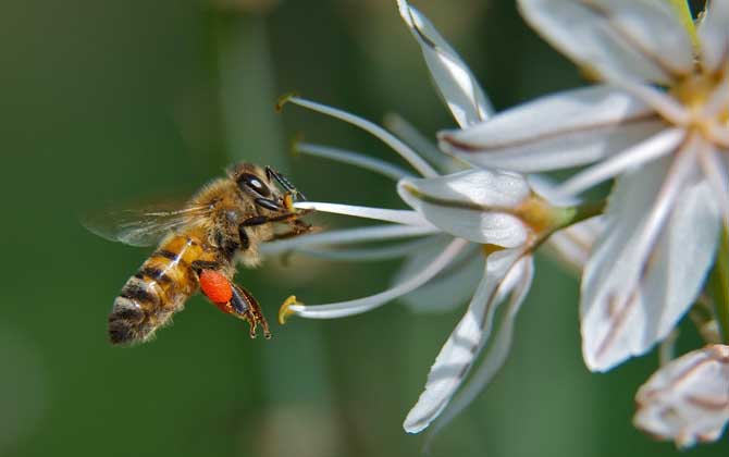 蜜蜂