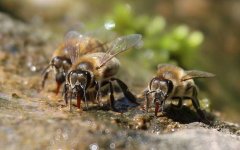 蜜蜂是益虫还是害虫？为什么？事实上很多植物授粉都离不开蜜蜂！