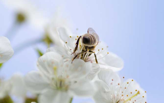 蜜蜂采蜜