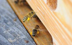 蜜蜂爬蜂综合征