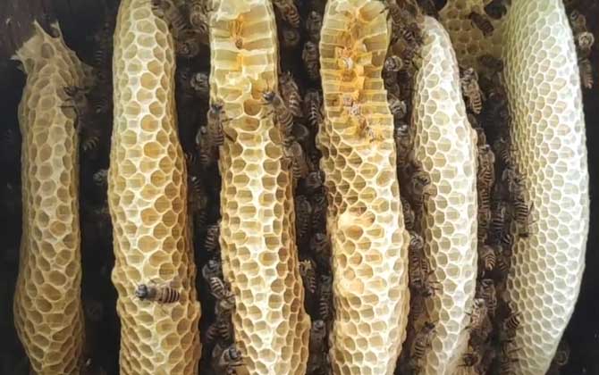 方桶蜂箱