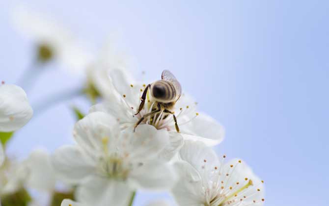 蜂毒