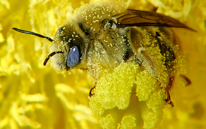 蜂花粉