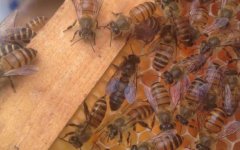 嫌自然分蜂太麻烦，试试这样拆分蜂群，轻松将一群蜂分成两群蜂！