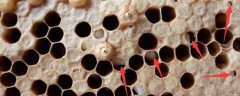 中蜂囊状幼虫病的原因是什么？