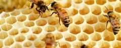 春繁爬蜂病怎么治疗？