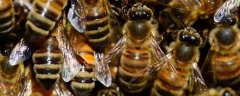 意蜂治疗大小螨用什么药好？