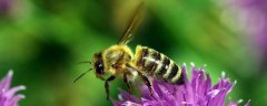 蜜蜂蛰了2天又肿又痒怎么办？