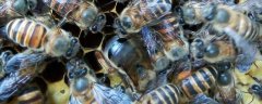 冬季蜜蜂失王的表现有哪些？