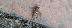 中蜂螨虫怎么处理最有效？