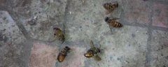 蜜蜂爬蜂病有啥特效药？