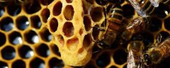 蜜蜂失王一般急造多少个王？