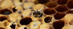 怎样治蜂螨效果最好？