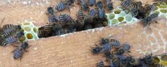 蜂太少如何快速繁殖？