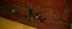 蜜蜂爬蜂病是什么原因引起的？