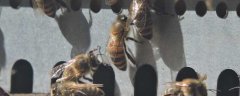蜜蜂春繁是什么意思？