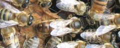 小蜂螨用什么药治最快？