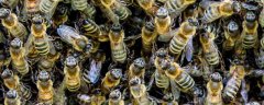 新手养意蜂最好还是养中蜂最好？