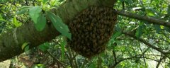 自然分蜂后多久可以取蜜？