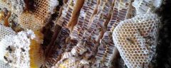 蜂巢熬水治好了鼻炎是真的吗？