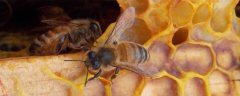 澳洲蜂胶都是假的吗？