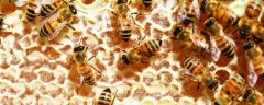 女人长期吃蜂巢副作用有哪些？