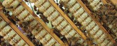 吃蜂王浆三个月患乳腺癌是真的吗？