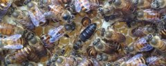 什么是定地养蜂？
