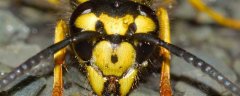马蜂和牛角蜂有什么区别？