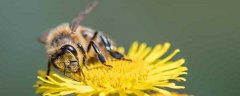 蜂毒对性功能的作用有哪些？