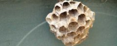 蜂房可以治疗鼻炎吗？