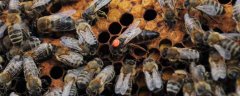 蜂群中的蜜蜂是怎样分工的？