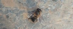 雄蜂在蜂群中有什么作用？
