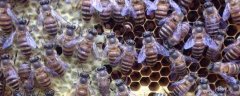 蜂王藏在蜂群什么位置？