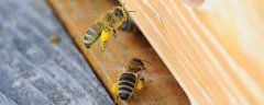 意蜂秋繁怎样快速繁蜂？