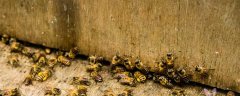 蜜蜂合并回蜂怎么办？