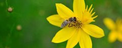 蜜蜂属于益虫还是害虫？