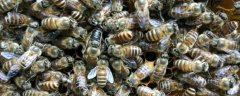 养蜜蜂需要什么条件？
